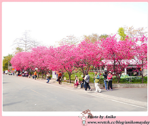 【❤台中】粉紅大逆襲！！警局邊有超美櫻花大道。泰安派出所