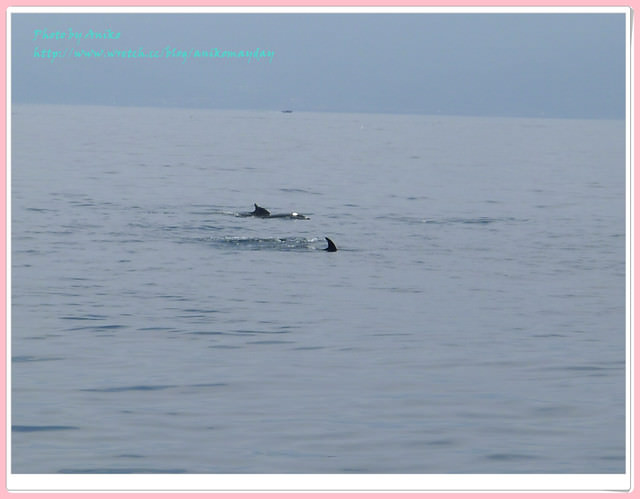 【宜蘭夏季遊】好可愛的飛躍鯨豚。龜山島賞鯨