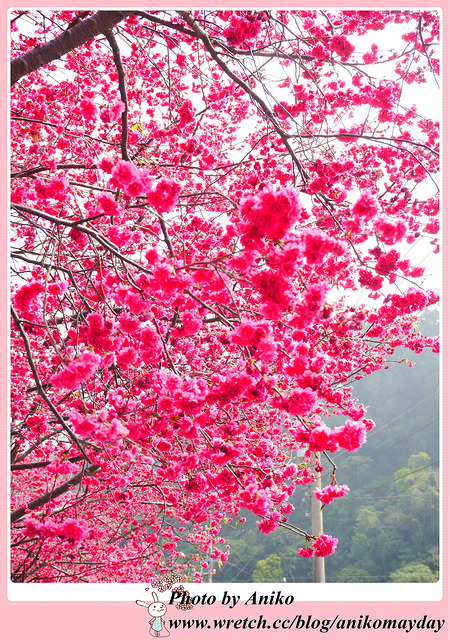 【指彩】櫻花紛飛的季節~ 我的心已飛向日本❤潔月兒藝術美甲