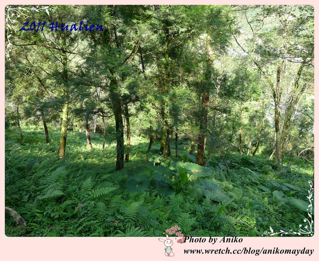【2012春❤花蓮】享受大自然芬多精的洗禮。鯉魚潭 x 池南國家森林遊樂區